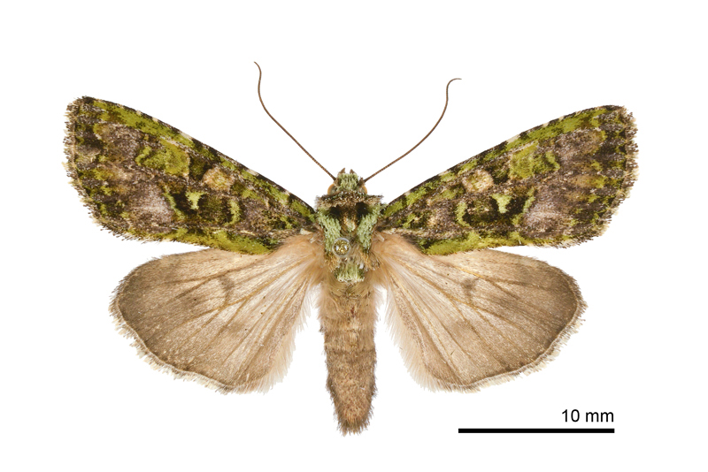 Euplexidia pallidivirens Female